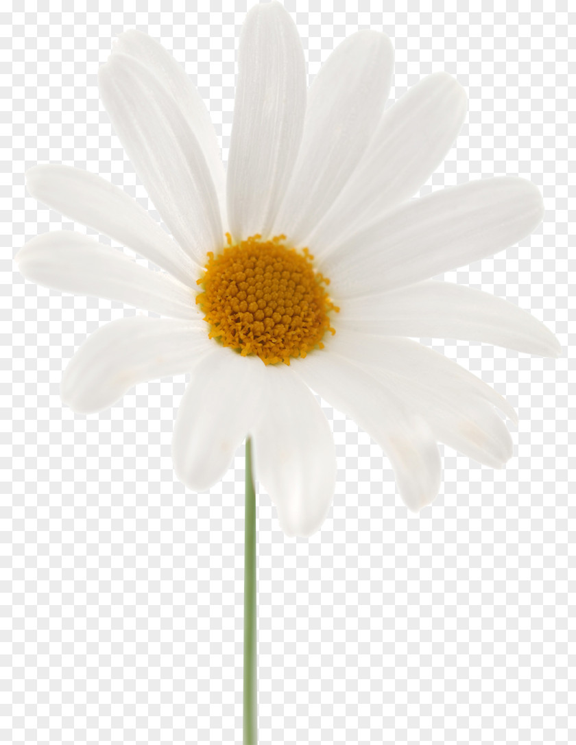 Chrysanthemum Common Daisy Oxeye Marguerite Roman Chamomile PNG