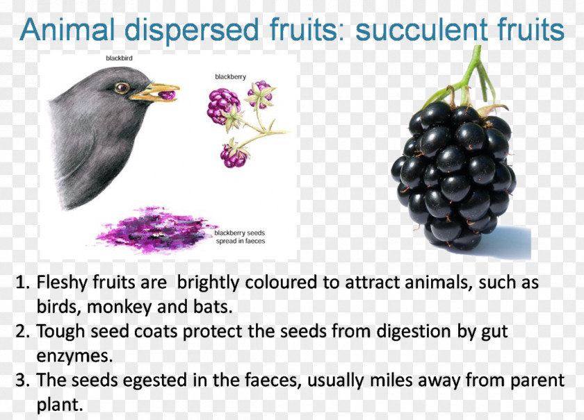 Grape Diseases Of Raspberries And Blackberries Blackberry Fruit Seed PNG