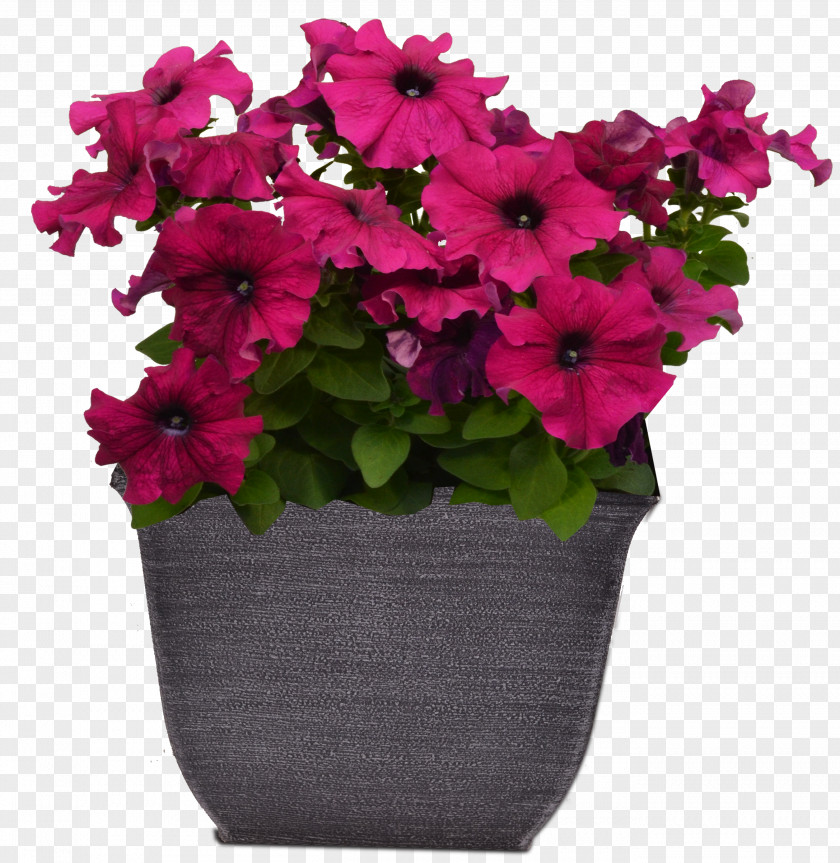 Impatiens Annual Plant Flower Pink Flowerpot Petunia PNG