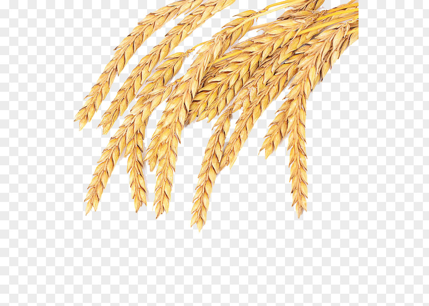 Mature Wheat At CaoYing Village Emmer Spelt Common Cereal Whole Grain PNG