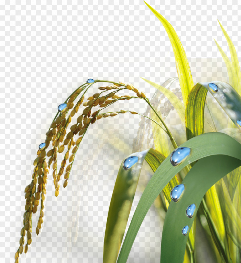 Rice Paddy Field Gold Illustration PNG