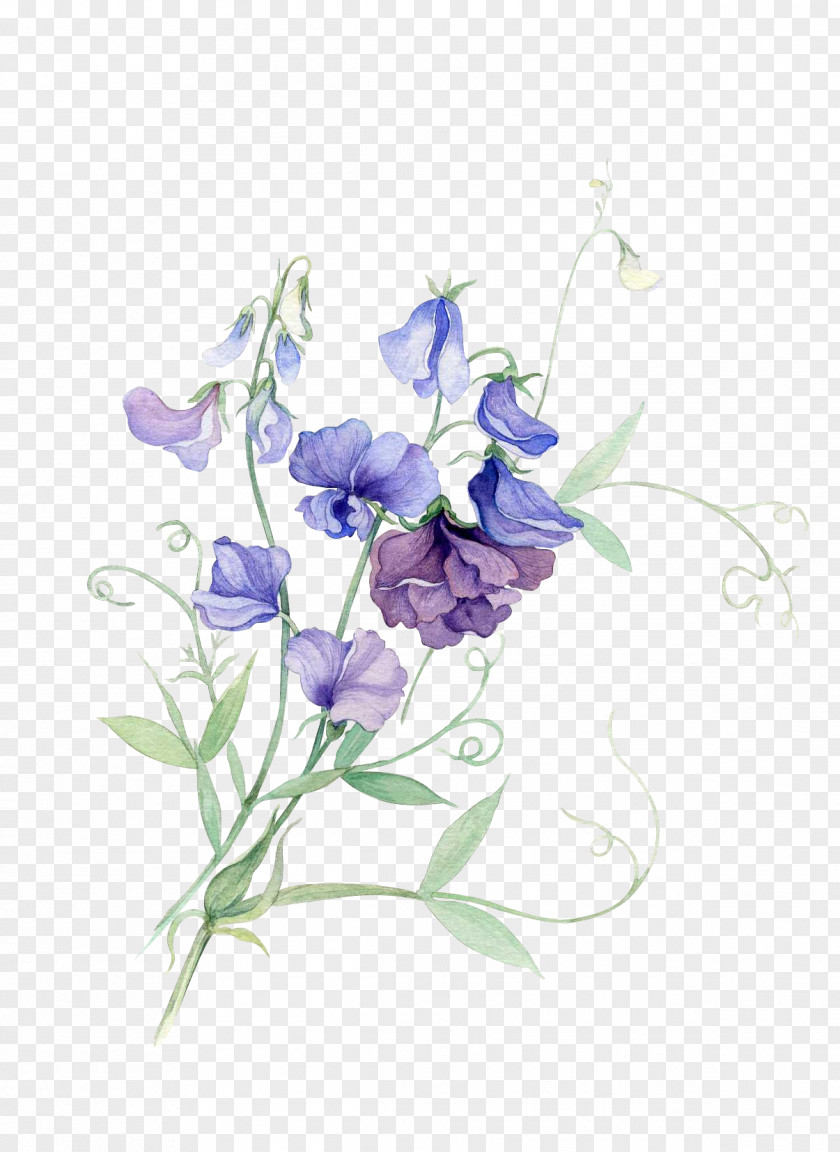 Watercolor Flower Paper Painting Sweet Pea PNG