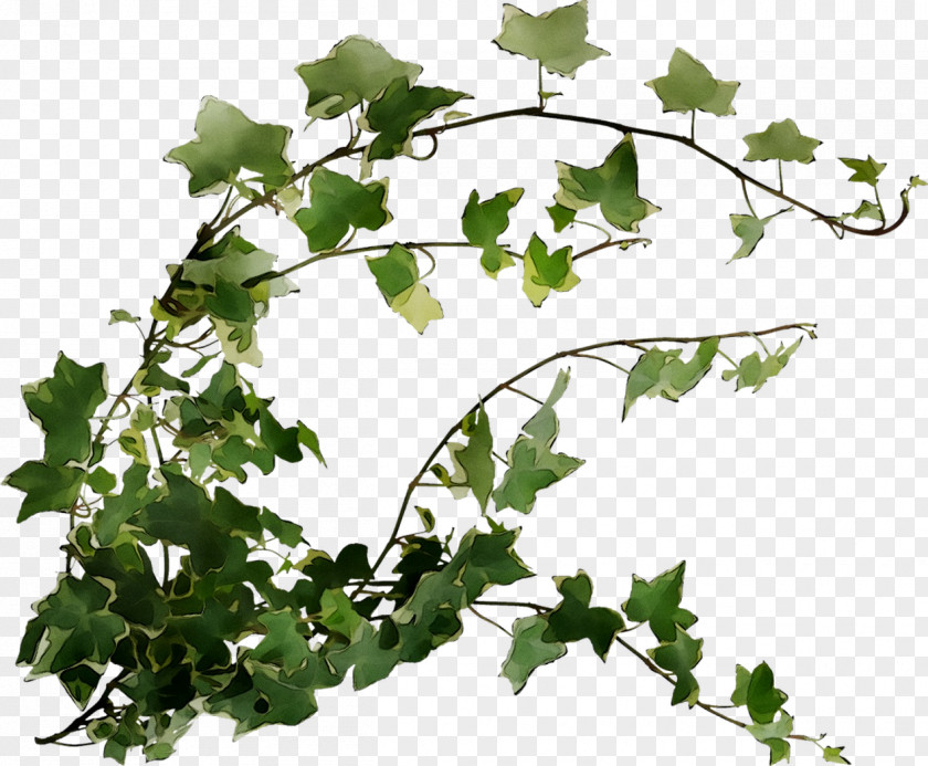 Grape Plane Trees Plant Stem Leaf Twig PNG
