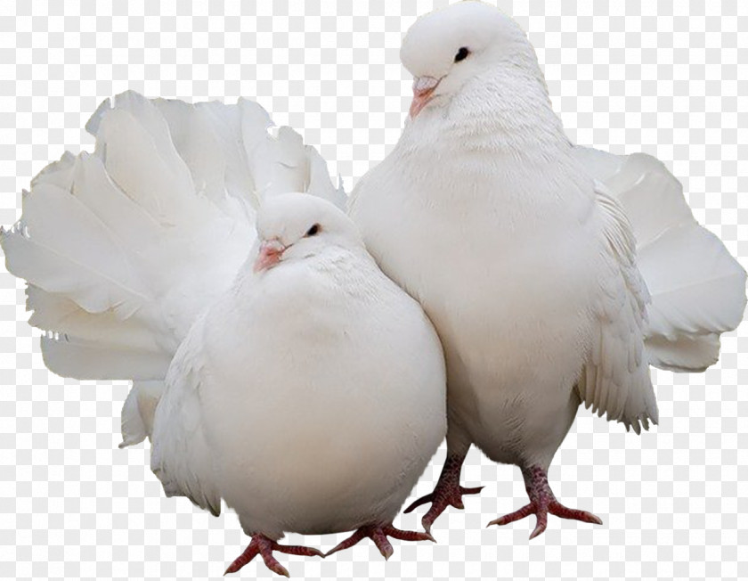 Gull Domestic Pigeon Columbidae Bird PNG