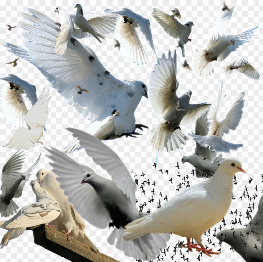 Pigeon Bird Columba Clip Art PNG