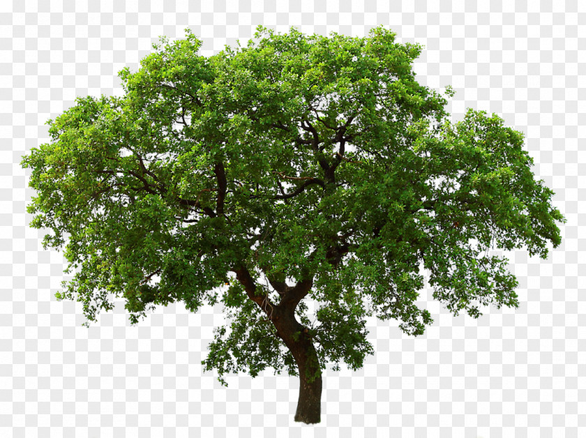 Tree Southern Live Oak Clip Art PNG