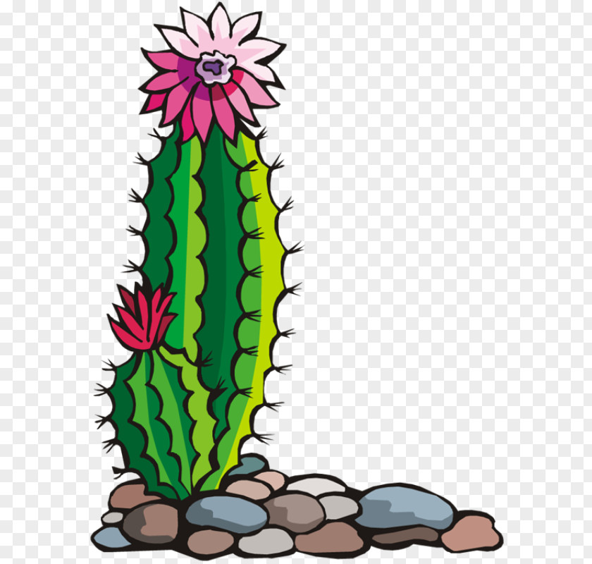 Youtube Cactaceae Drawing Clip Art PNG
