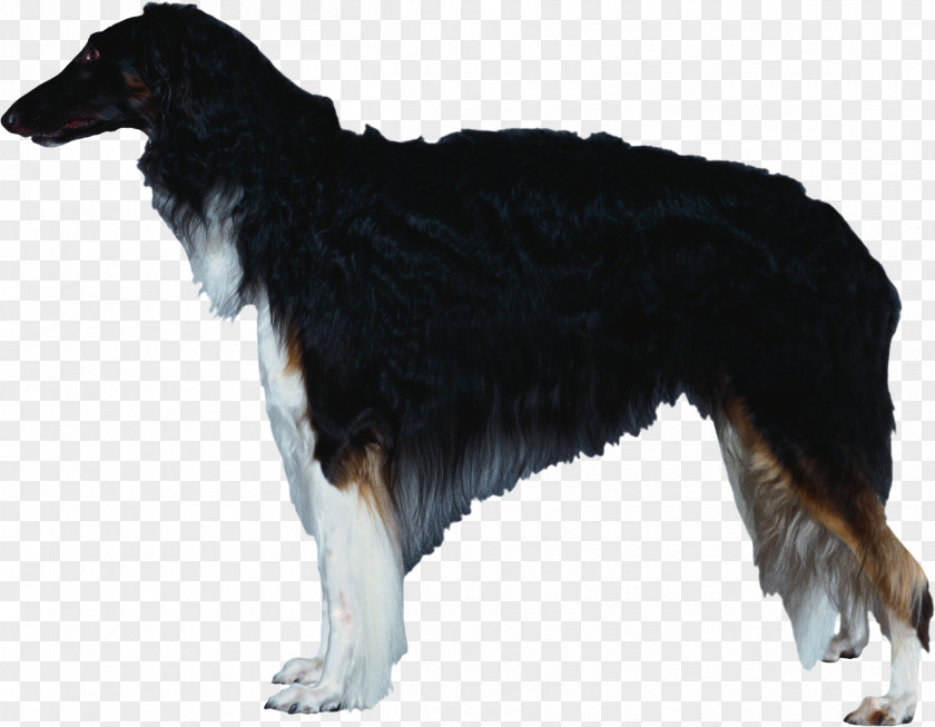Dog Breed Borzoi Silken Windhound Rough Collie Bernese Mountain PNG
