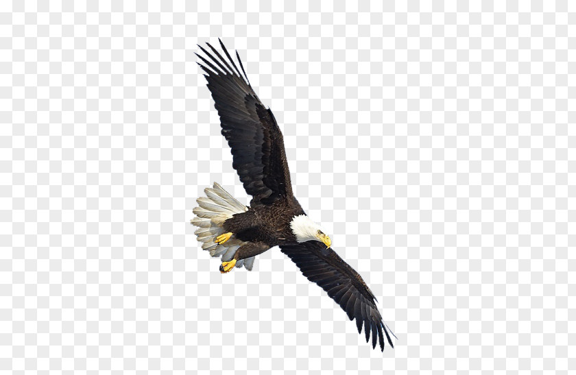 Fear Bald Eagle Bird Clip Art PNG