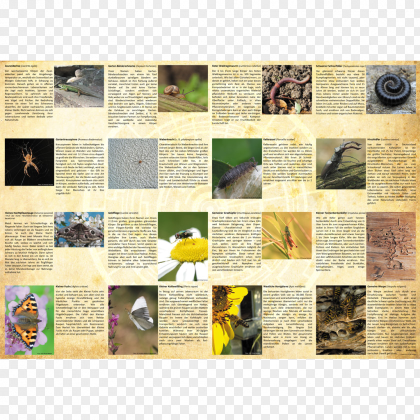 Flora Fauna Serenella Information Board Game Ecogon Species PNG