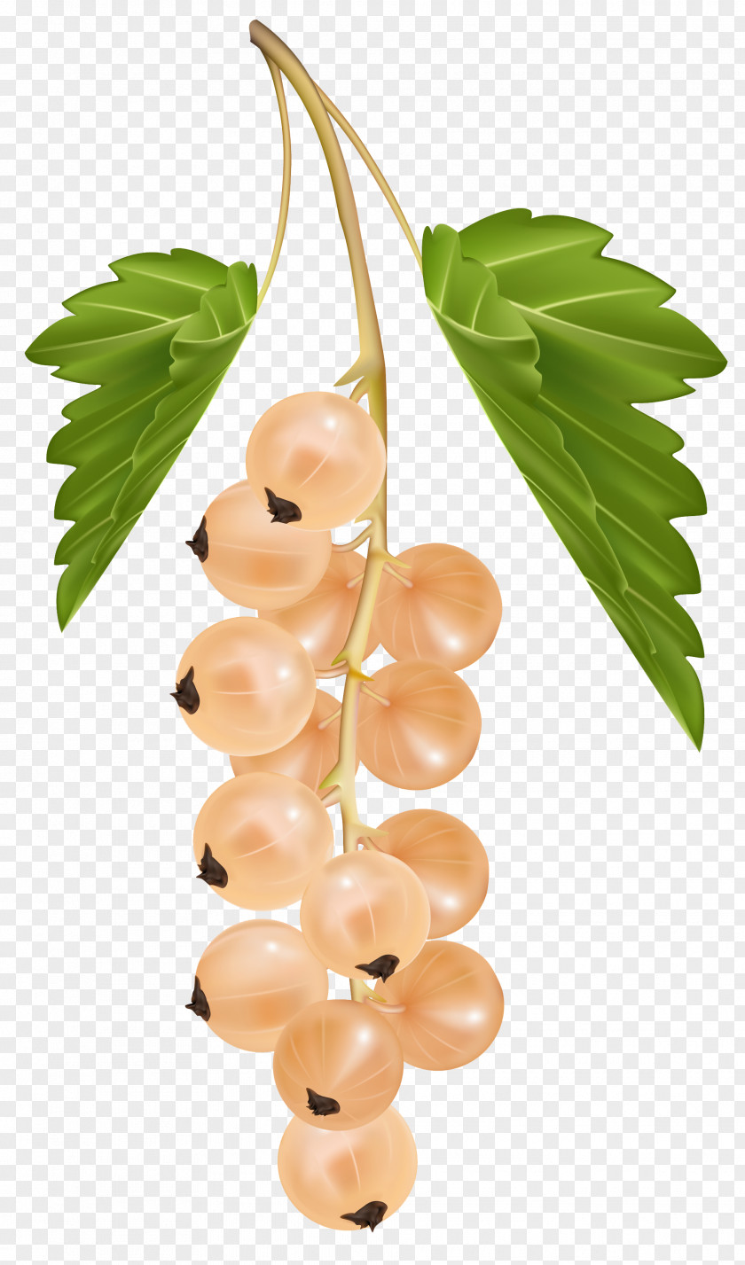 Grapes Blackcurrant Redcurrant White Currant PNG