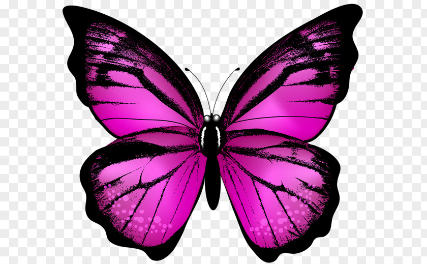 Butterfly Papillon Dog Paper Papilio Ulysses Insect PNG