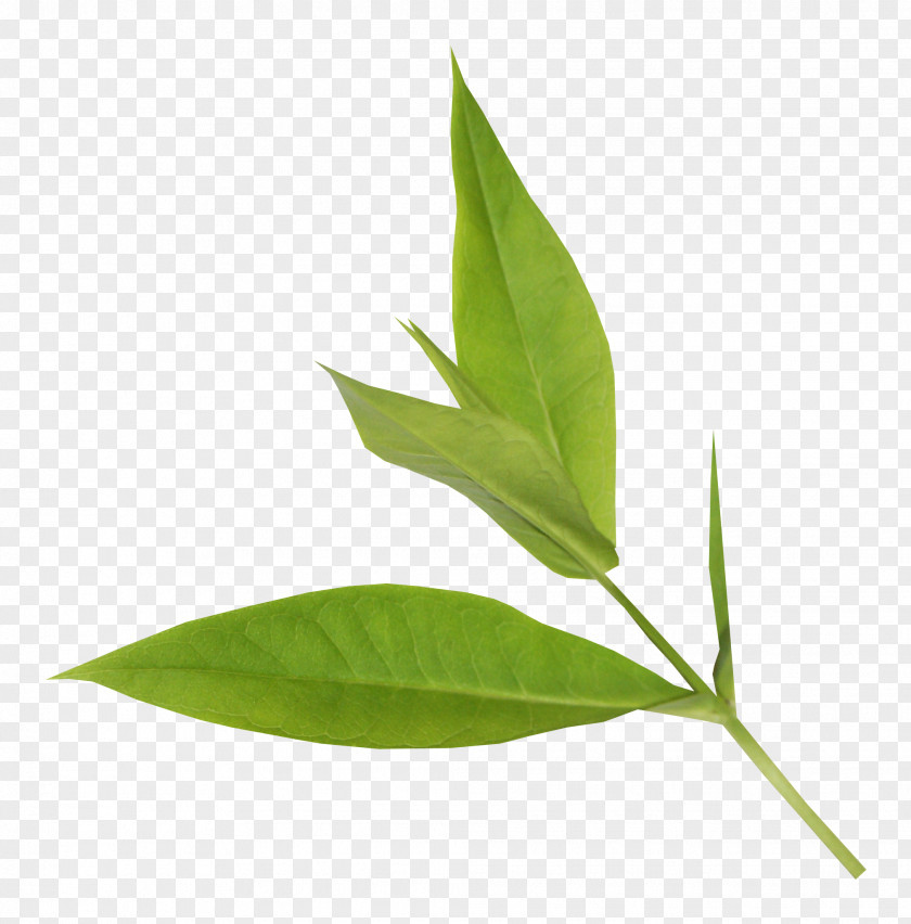 Leaf Banner tree Plant Stem Plants Greens Food PNG