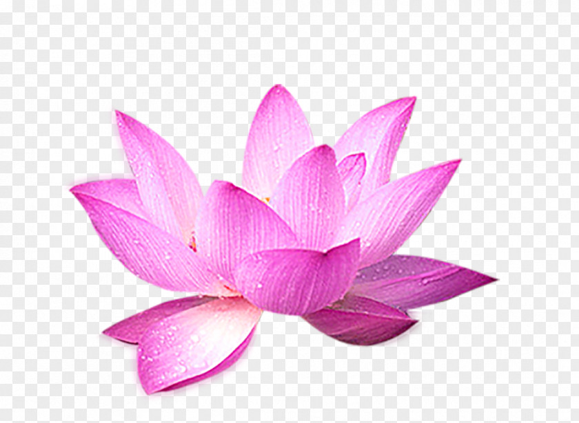 Lotus Flower Decoration Nelumbo Nucifera Computer File PNG