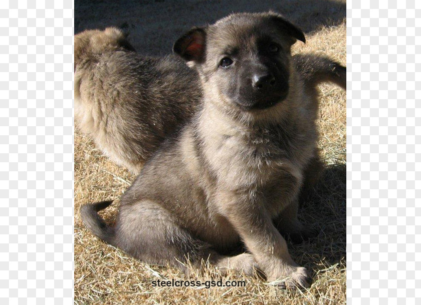 Old German Shepherd Dog Norwegian Elkhound Rare Breed (dog) Sporting Group Snout PNG