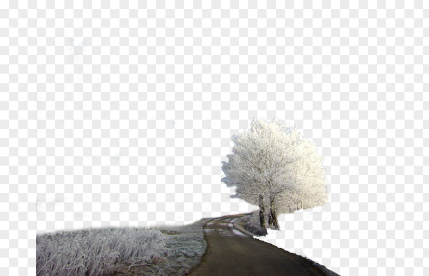 Winter Trees Tree Pattern PNG