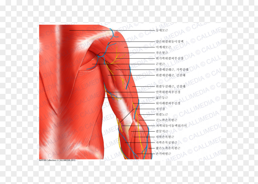 Arm Shoulder Deltoid Muscle Anatomy PNG
