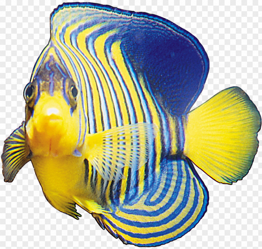 Fish Ornamental PNG