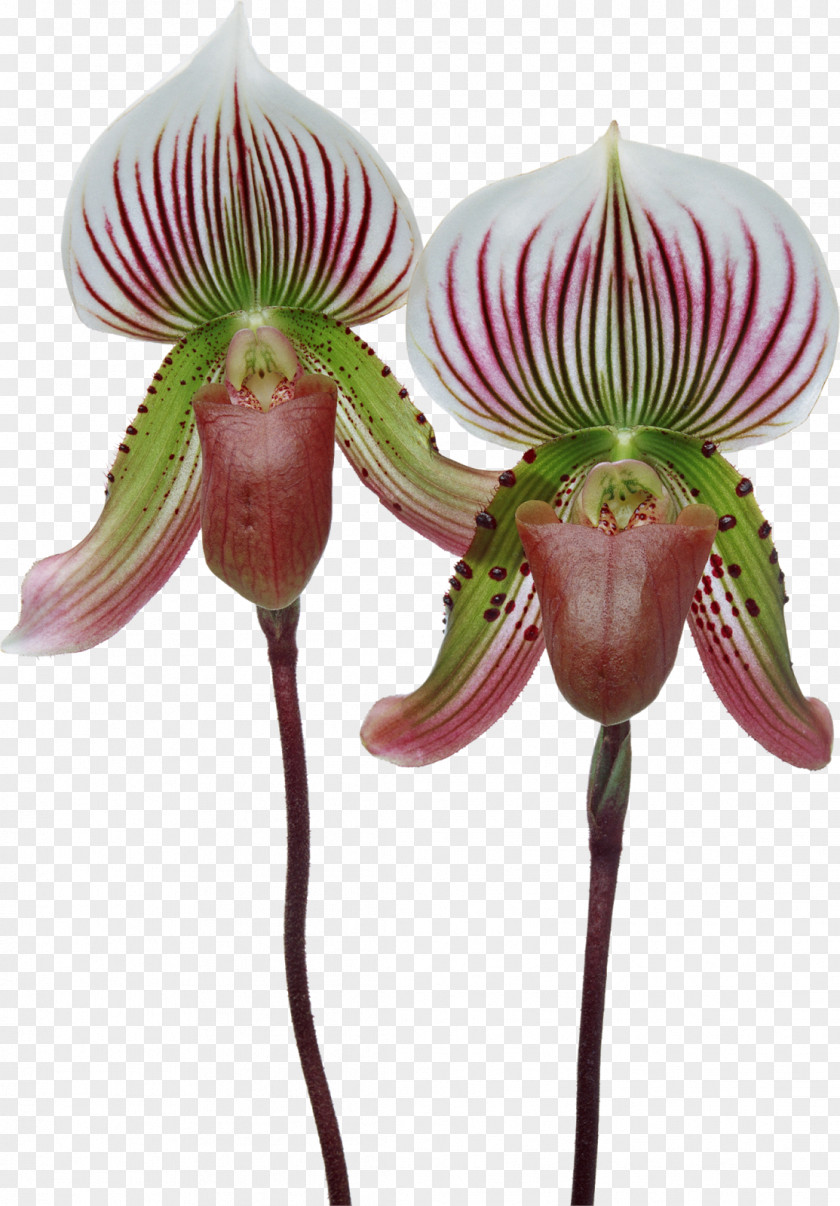 Orchid Singapore Cypripedium Formosanum Moth Orchids Paphiopedilum Plant PNG