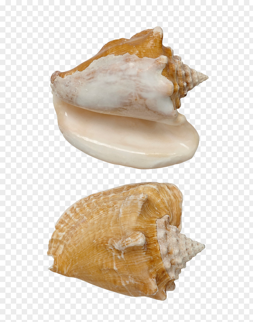 Seashell Cockle Conchology Milk PNG