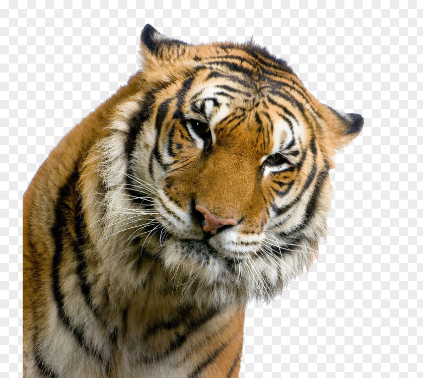 Tiger High-definition Television PNG