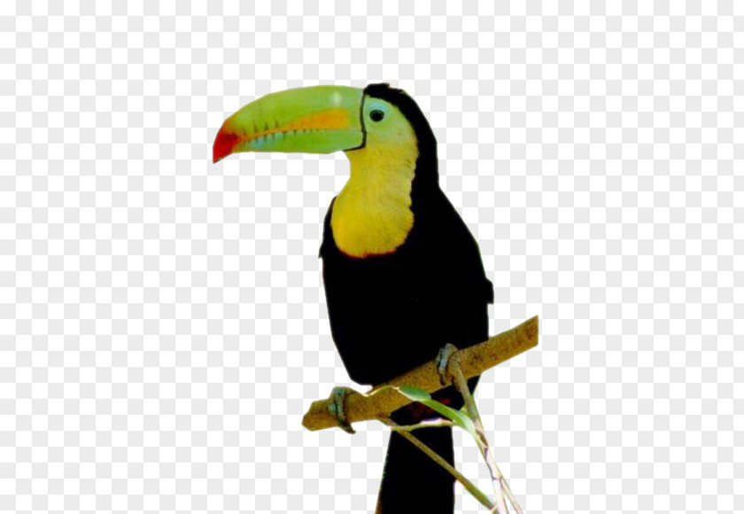 Toucan Keel-billed Bird Channel-billed Beak Reptile PNG