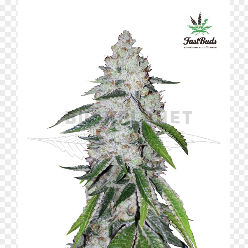 Cannabis West Coast Of The United States Autoflowering Seed Bank PNG