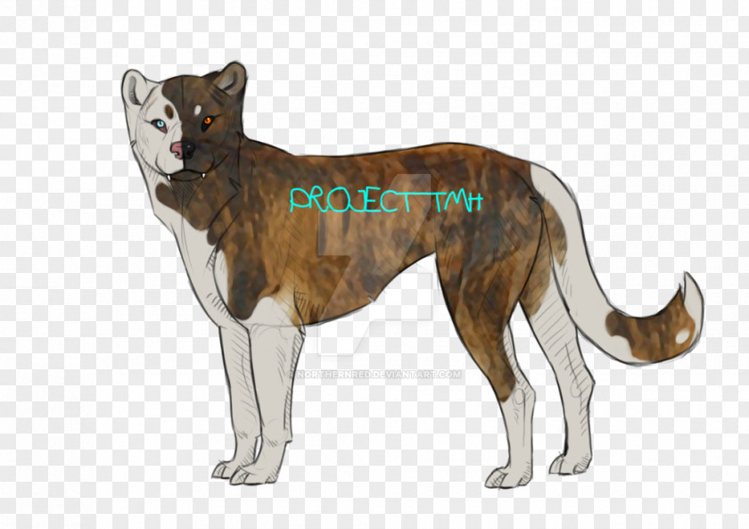 Cat Dog Breed Saarloos Wolfdog Mammal PNG