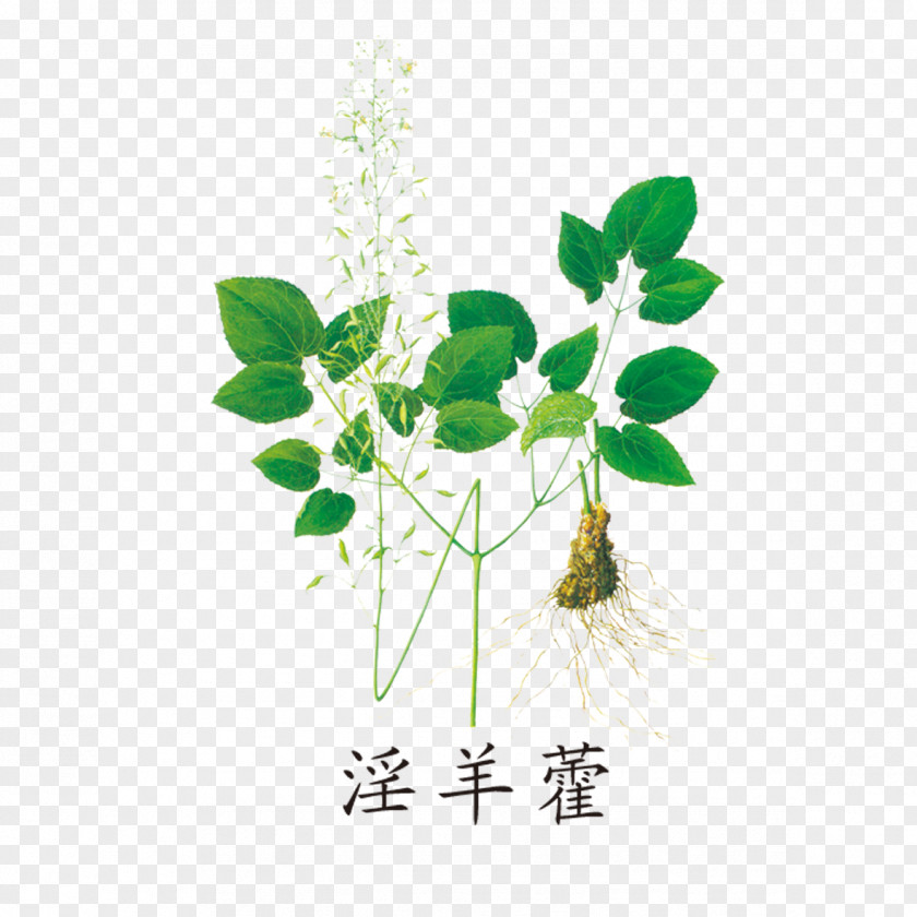 Good Green Drug Epimedium Koreanum Herbal Icariin Extract Brevicornum PNG