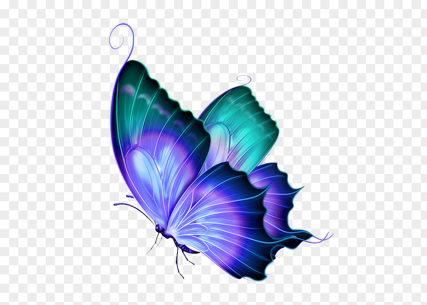 Gorgeous Butterfly Greta Oto Clip Art PNG
