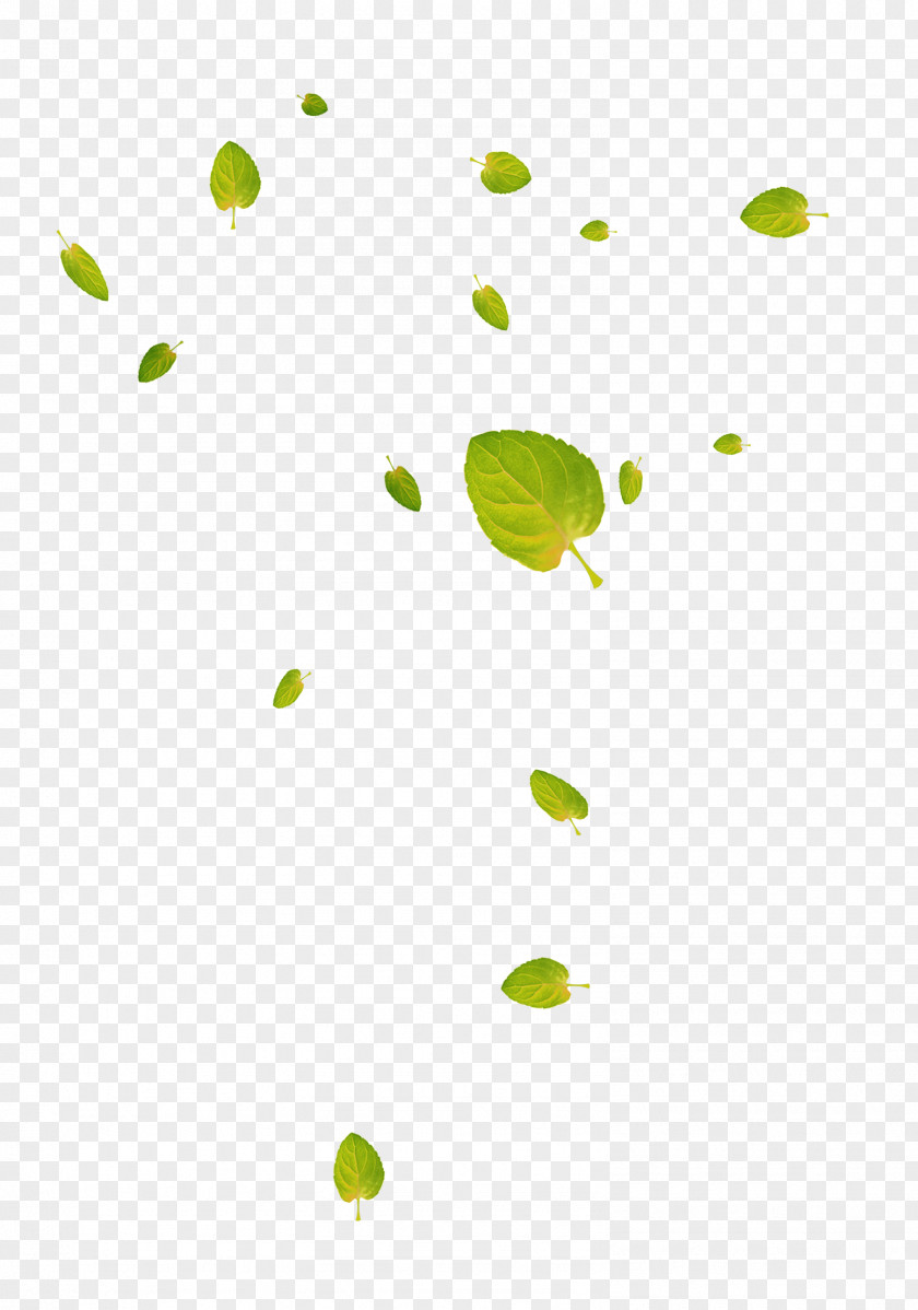 Green And Fresh Leaves Floating Material Leaf Google Images Deciduous Download PNG