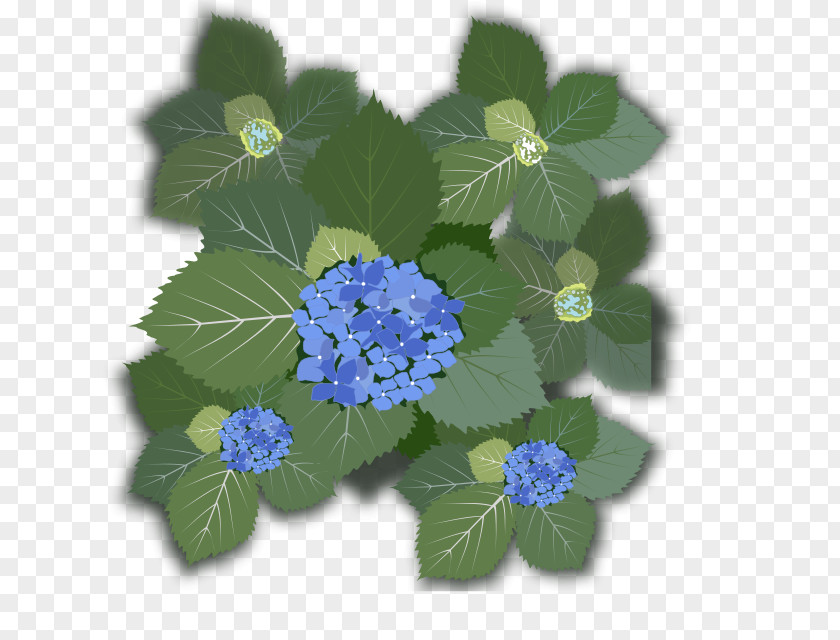 Hydrangea French Flower Clip Art PNG