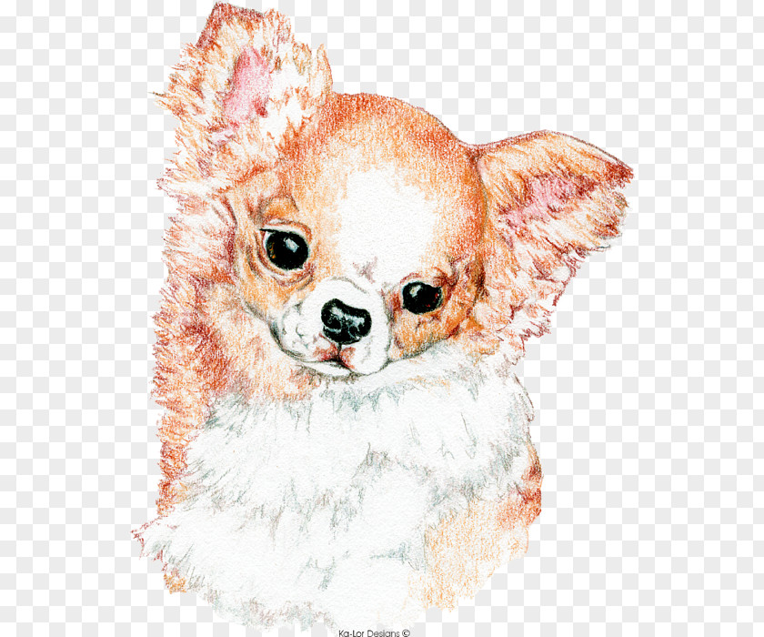 Puppy Chihuahua Dog Breed Companion Pug PNG