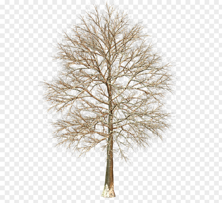 Larch Pine Family PNG