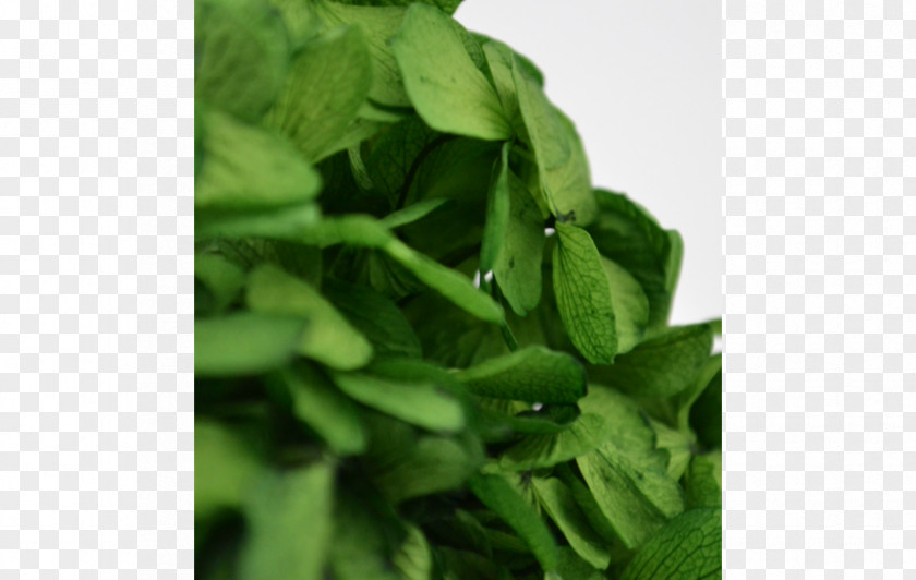 Natural Greenery Spinach Herb PNG