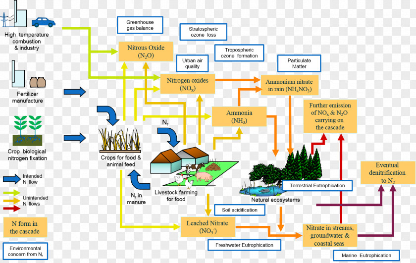 Nitrogen Cycle Ecosystem Reactive Ammonium Nitrate PNG