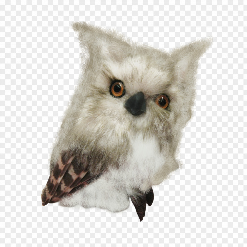 Owl Little Sovunya Bird Clip Art PNG