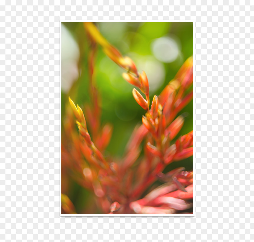 Peacock Flower Close-up Plant Stem PNG