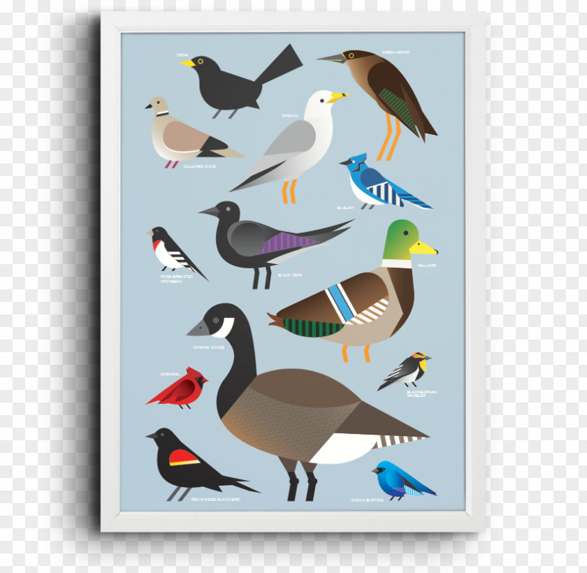 Promotional Posters Decorative Pattern Duck Shorebirds Seabird Beak Feather PNG