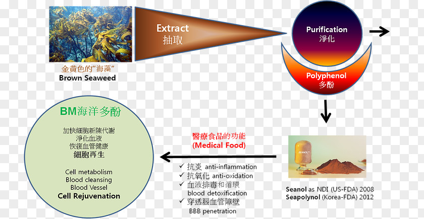 Reverse Aging Seaweed Polyphenol Reactive Oxygen Species Antioxidant PNG