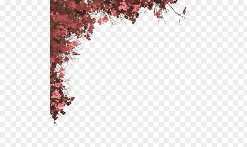 Blossom Flower Red Maple Tree PNG