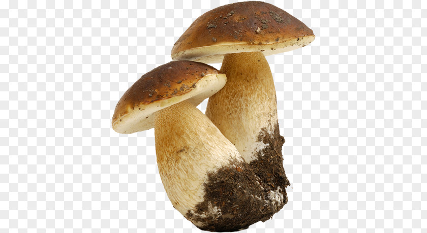 Mushroom Boletus Edulis Fungus Cep Truffle PNG