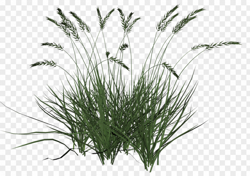 Ornamental Grass Grasses Lawn Clip Art PNG