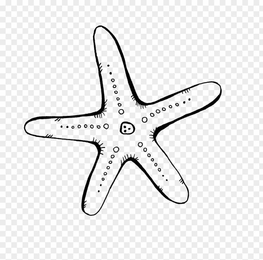 Real Starfish Digital Image Clip Art PNG