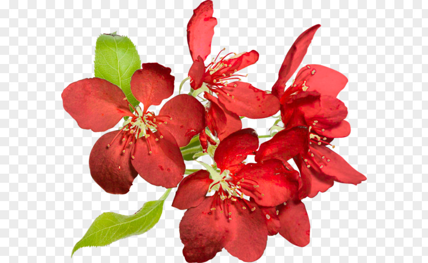 Solidaster Spp Fleurs Blossom Petal Flower Image PNG