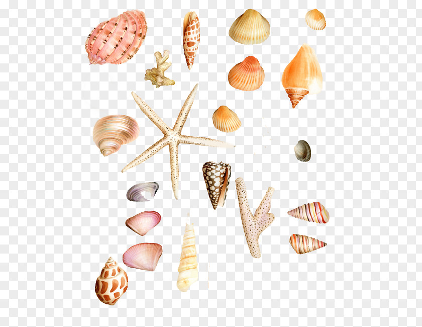 Beautiful Shells Daquan Seashell Clip Art PNG