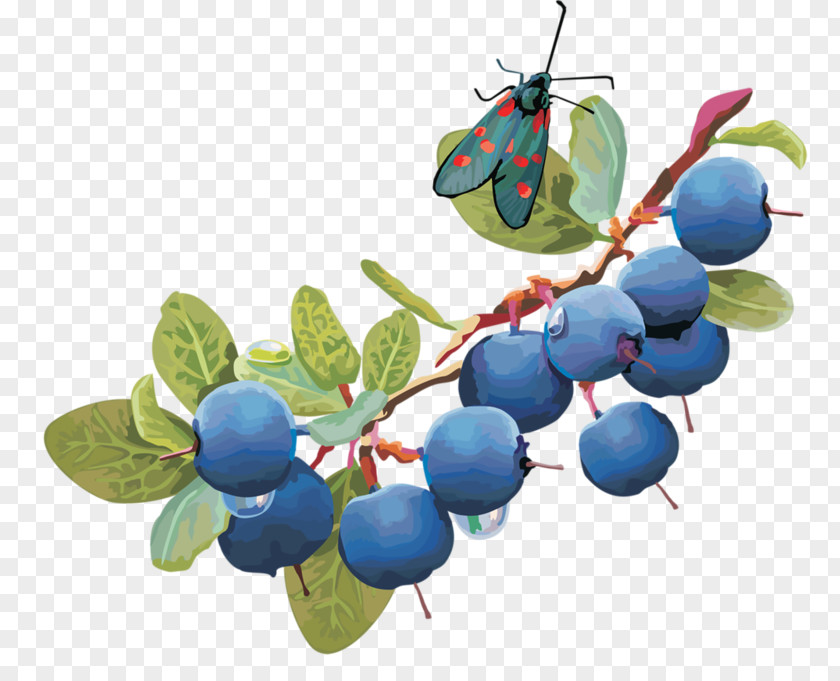 Blueberry Pie Fruit Bumbleberry Berries PNG