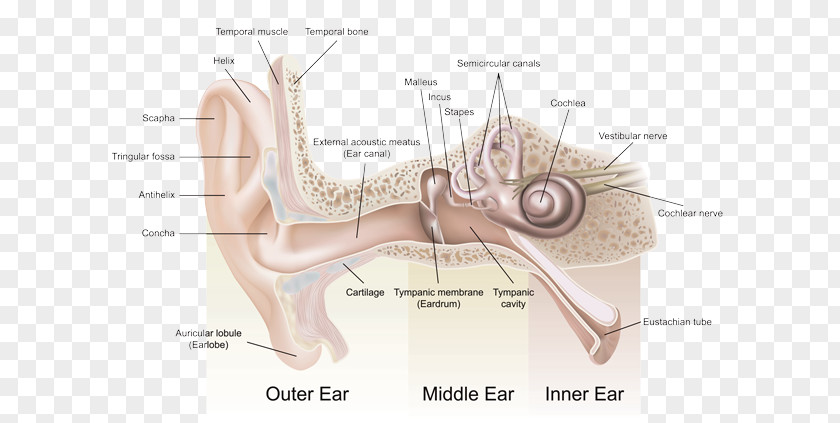 Chalfont Ear Anatomy Outer EarEar Listen 2 Life Hearing Center PNG