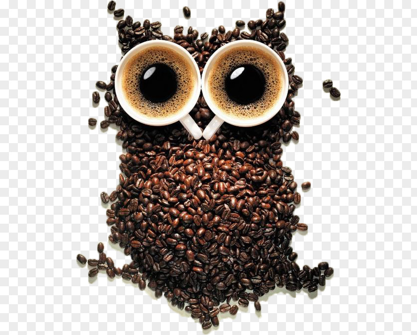 Coffee Bean Cup Cafe Owl PNG