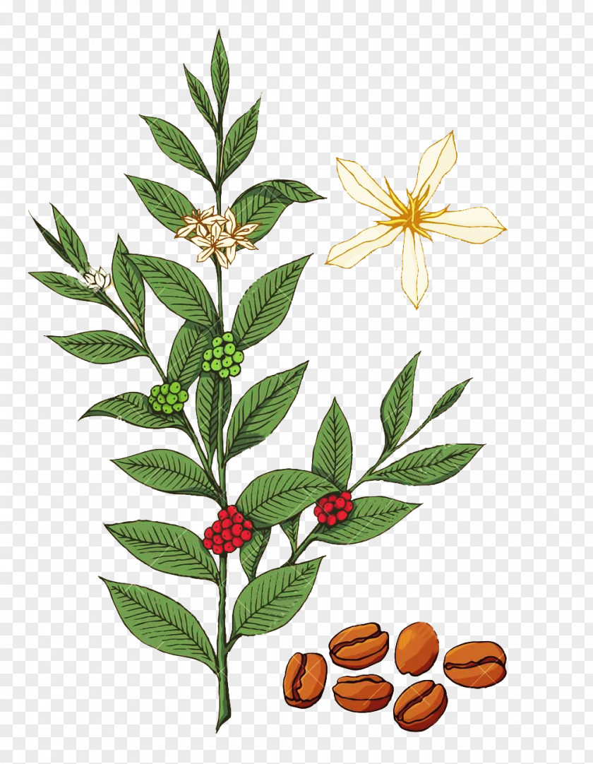 Coffee Leaves And Flower Picture Material Coffea Royalty-free Tree Illustration PNG